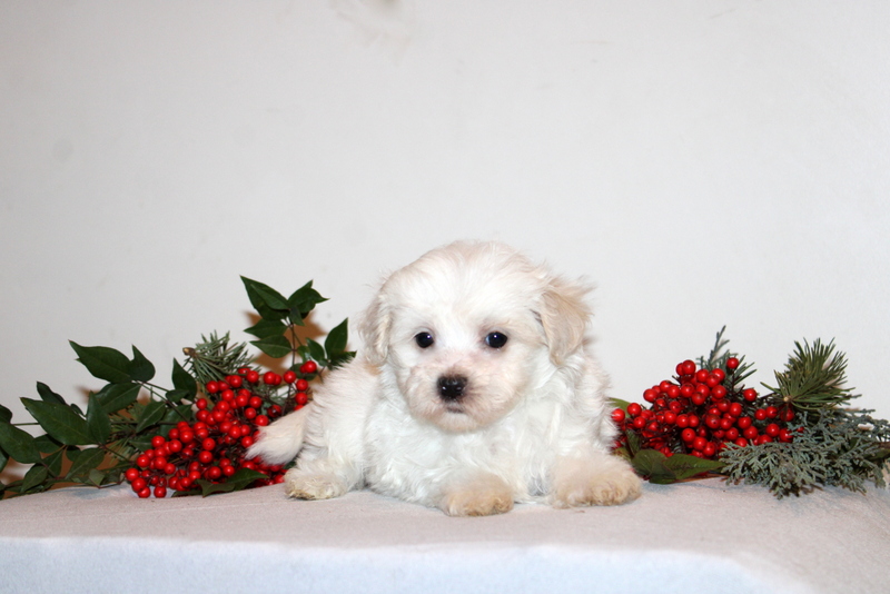 puppy, for, sale, Maltipoo, Matthew B. Stoltzfus, dog, breeder, Gap, PA, dog-breeder, puppy-for-sale, forsale, nearby, find, puppyfind, locator, puppylocator, aca